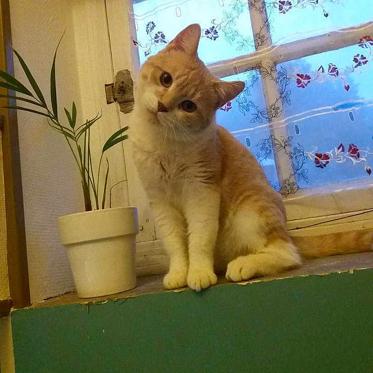 Caramel participe au concours pour gagner de l'argent avec cette photo : animal, cat, computerhardware, electronics, flower, hardware, herbal, herbs, indoors, interiordesign, jar, kitten, monitor, pet, plant, planter, pottedplant, pottery, screen, vase