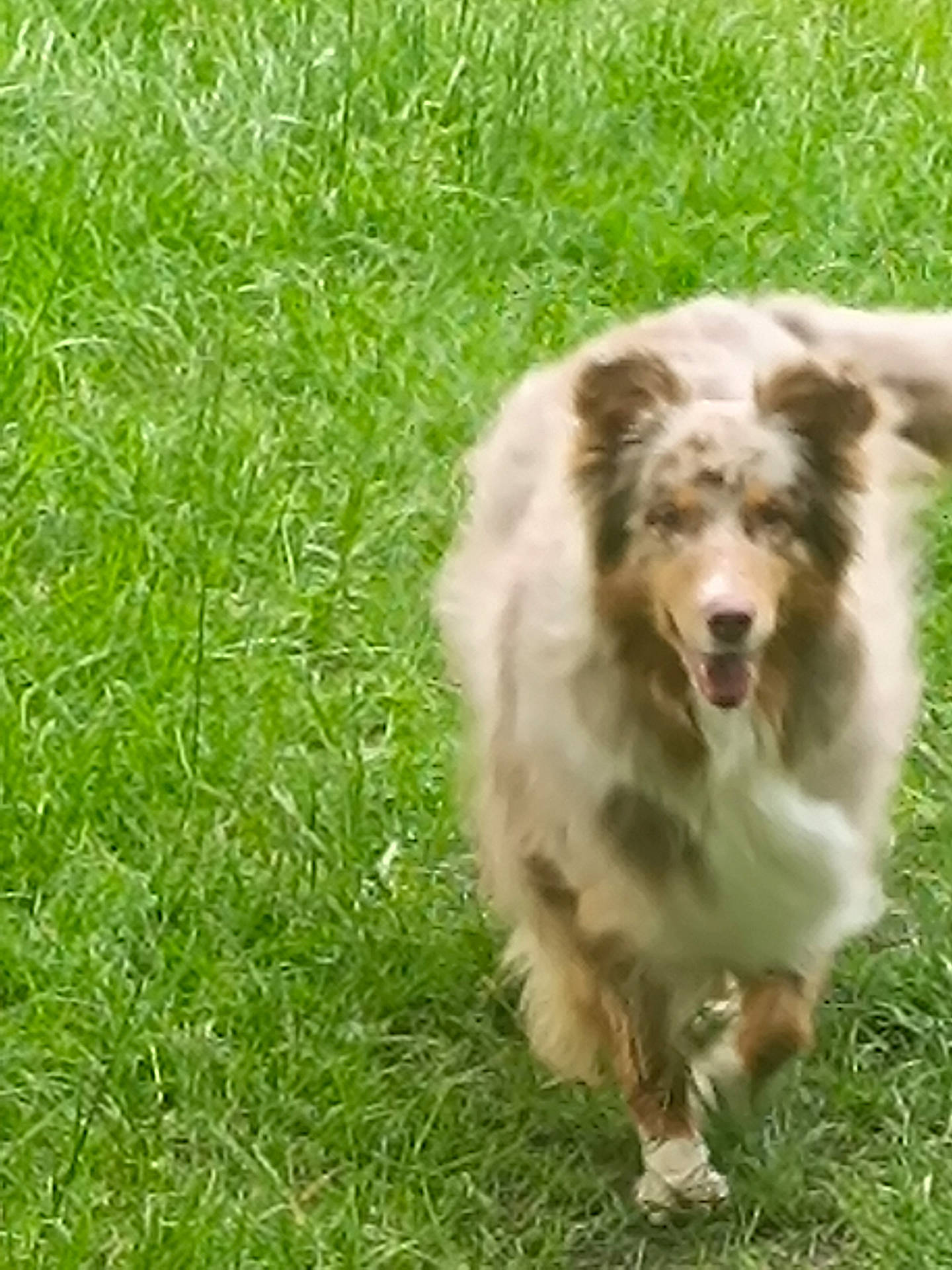 Laska a rejoint le concours — aidez-le/la à gagner de superbes lots ! animal, ball, canine, collie, dog, field, football, grass, grassland, green, lawn, nature, outdoors, pet, plant, puppy, soccer, soccerball, sport, tennis