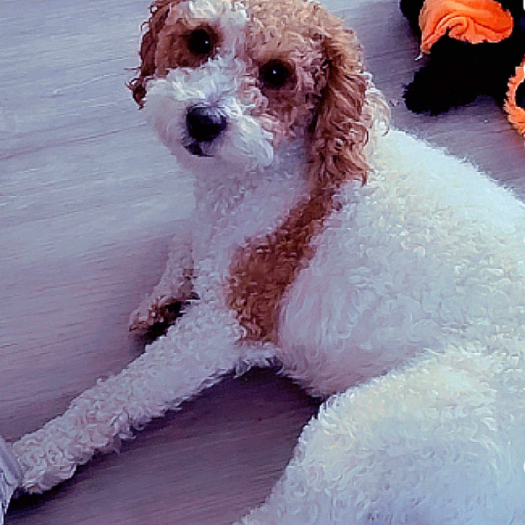 Bella joined the competition — help win amazing prizes! animal, black, brown_and_white, companion, curious, curly_fur, cute, dog, domestic, floor, fur, home, indoor, laying_down, looking_at_camera, orange, pet, plush_toy, relaxed, toy