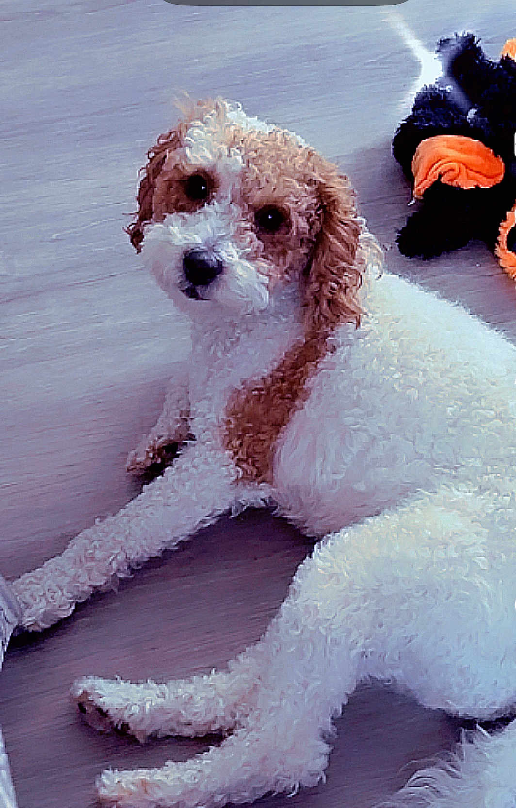 Bella joined the competition — help win amazing prizes! animal, black, brown_and_white, companion, curious, curly_fur, cute, dog, domestic, floor, fur, home, indoor, laying_down, looking_at_camera, orange, pet, plush_toy, relaxed, toy