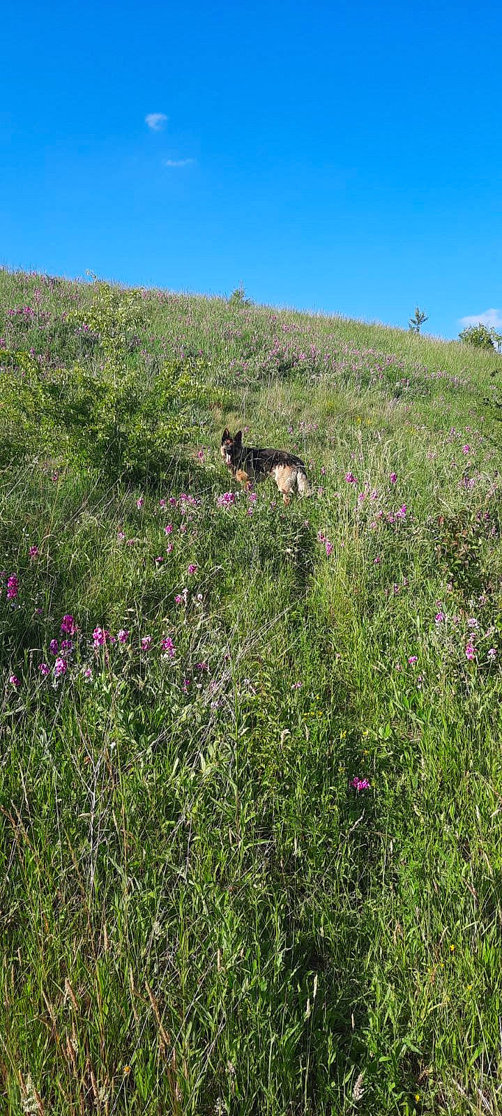 Danko a rejoint le concours — aidez-le/la à gagner de superbes lots ! agriculture, chaparral, field, flower, flowering_plant, grass, grassland, groundcover, herbaceous_plant, landscape, meadow, natural_landscape, pasture, plant, prairie, shrub, sky, subshrub, tree, wildflower