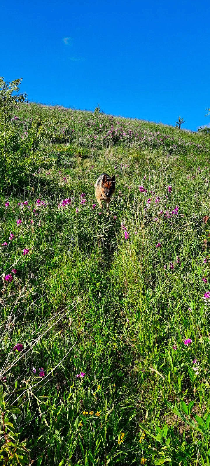 Danko a rejoint le concours — aidez-le/la à gagner de superbes lots ! agriculture, field, flower, flowering_plant, forb, grass, grass_family, grassland, groundcover, herbaceous_plant, meadow, natural_landscape, plant, plant_community, prairie, shrub, shrubland, sky, subshrub, tree