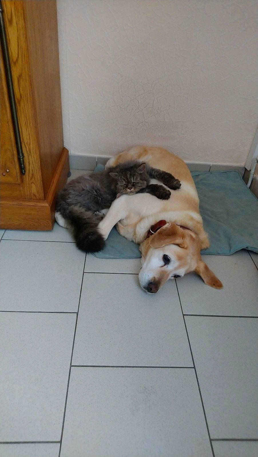 Roméo a rejoint le concours — aidez-le/la à gagner de superbes lots ! canidae, carnivore, comfort, companion_dog, dog, dog_breed, dog_supply, fawn, floor, flooring, fur, hardwood, pet_supply, room, scent_hound, sporting_group, tail, wood, wood_stain, working_animal