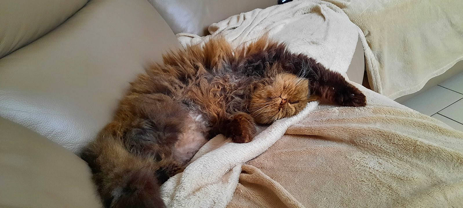 Roméo a rejoint le concours — aidez-le/la à gagner de superbes lots ! carnivore, cat, cat_bed, claw, comfort, domestic_short_haired_cat, felidae, fur, linens, liver, nap, natural_material, paw, small_to_medium_sized_cats, sporting_group, tail, terrestrial_animal, whiskers