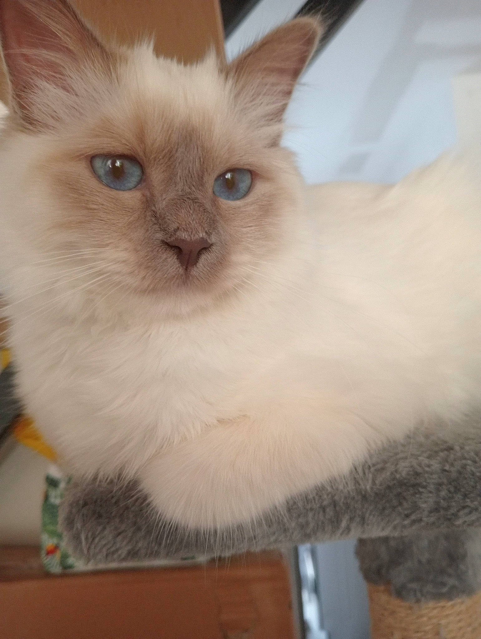 Maya participe au concours pour gagner de l'argent avec cette photo : balinese, birman, box, carnivore, cat, cat_supply, domestic_short_haired_cat, fawn, felidae, fur, paw, pet_supply, small_to_medium_sized_cats, snout, thai, tonkinese, whiskers