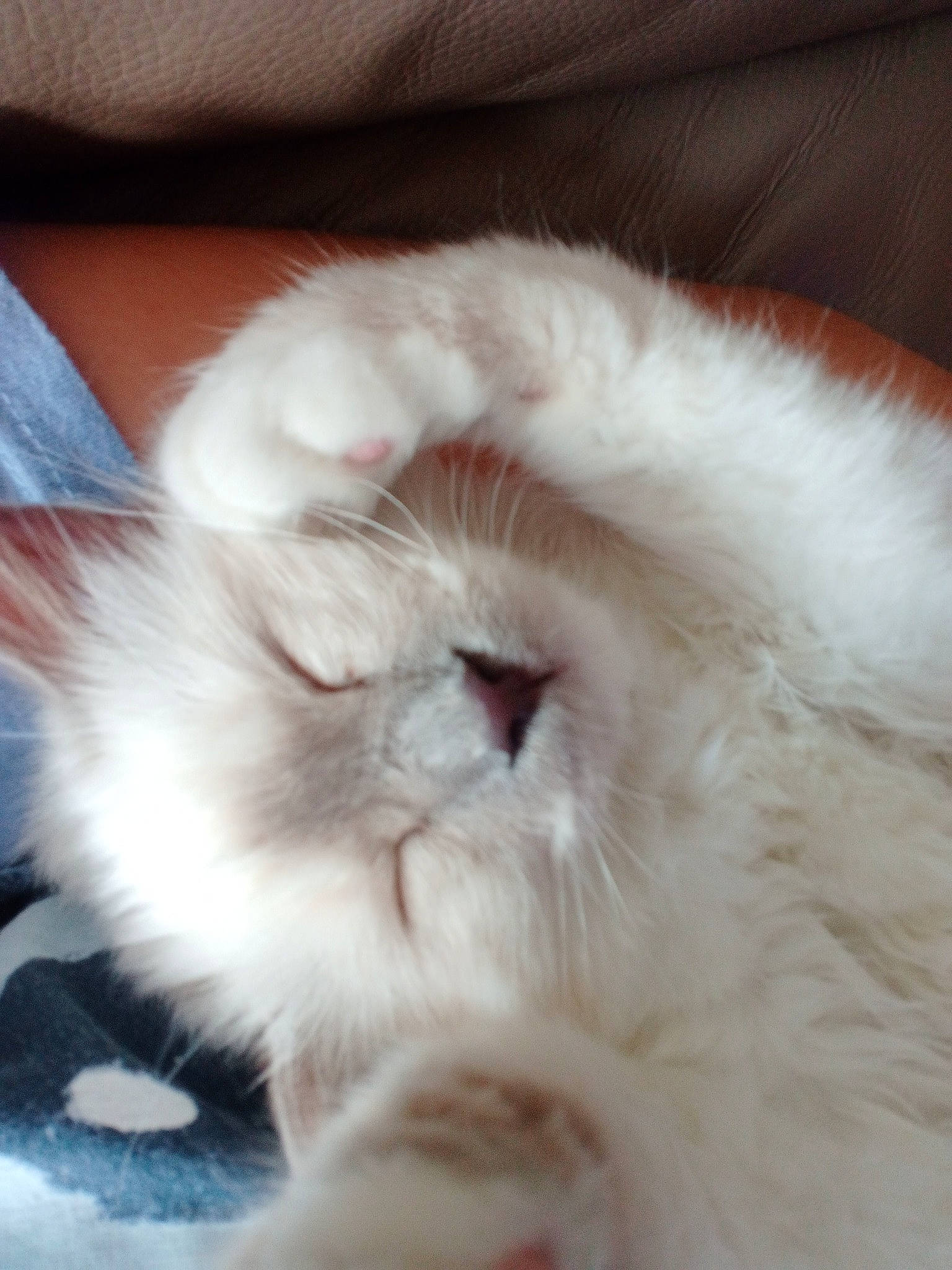 Maya a rejoint le concours — aidez-le/la à gagner de superbes lots ! canidae, carnivore, cat, claw, comfort, companion_dog, dog_breed, fawn, felidae, fur, nap, natural_material, paw, ragdoll, sleep, small_to_medium_sized_cats, snout, tail, terrestrial_animal, whiskers