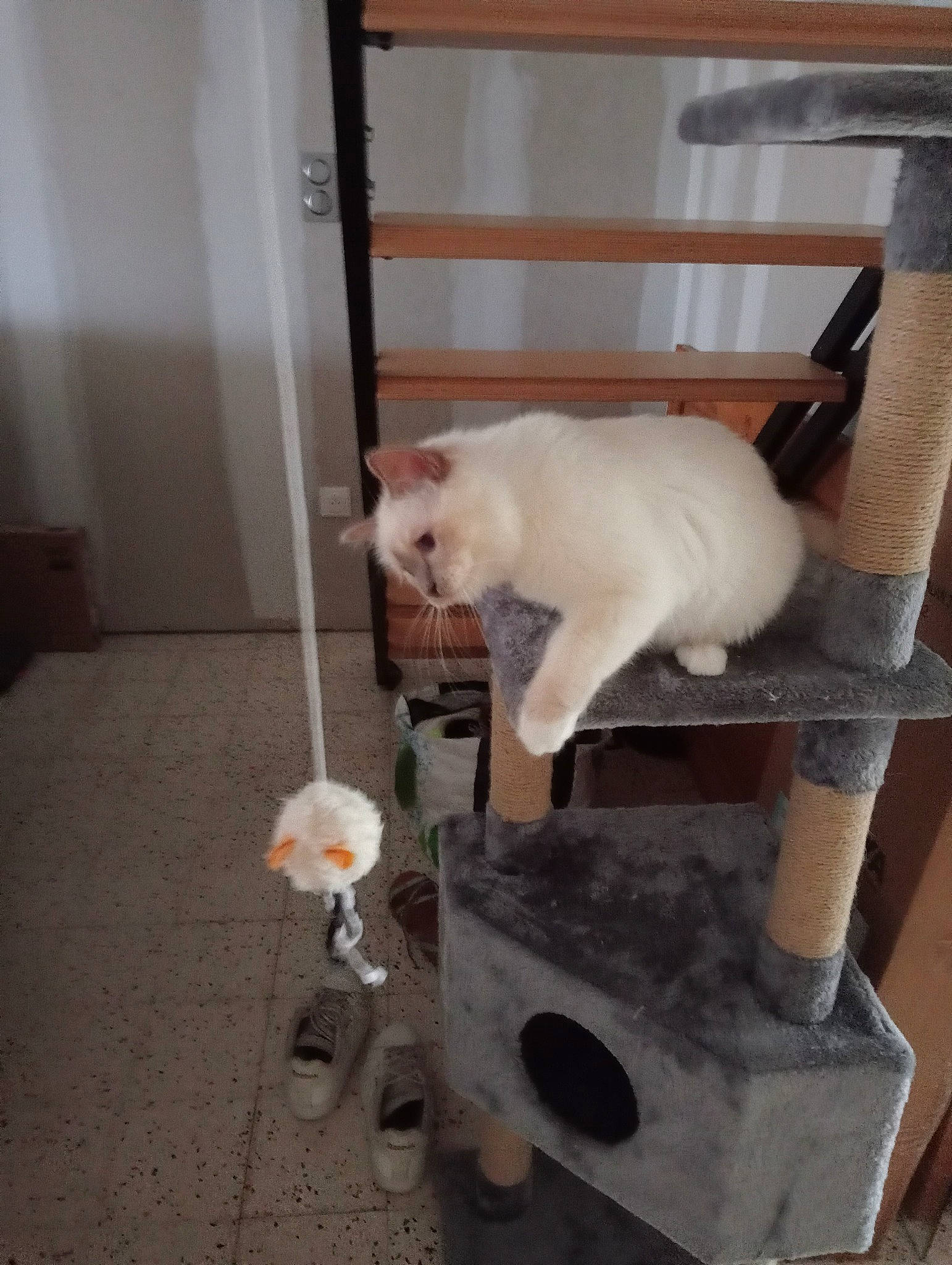 Maya a rejoint le concours — aidez-le/la à gagner de superbes lots ! canidae, carnivore, cat, companion_dog, dog_breed, fawn, felidae, flooring, fur, gas, hardwood, machine, non_sporting_group, room, small_to_medium_sized_cats, snout, sporting_group, tail, whiskers, wood