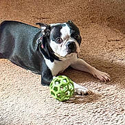 B B joined the competition — help win amazing prizes! dog, boston_terrier, black_and_white, carpet, toy, green_ball, indoor, pet, animal, laying_down, paw, collar, looking, sunlight, attention, cute, domestic, canine, playful, resting
