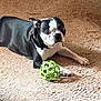 dog, boston_terrier, black_and_white, carpet, toy, green_ball, indoor, pet, animal, laying_down, paw, collar, looking, sunlight, attention, cute, domestic, canine, playful, resting