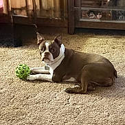 Shea joined the competition — help win amazing prizes! dog, brown, white, indoor, carpet, toy, ball, pet, animal, wooden_furniture, relaxed, laying_down, curious, canine, domestic, floor, house, companion, playful, cozy