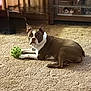 dog, brown, white, indoor, carpet, toy, ball, pet, animal, wooden_furniture, relaxed, laying_down, curious, canine, domestic, floor, house, companion, playful, cozy