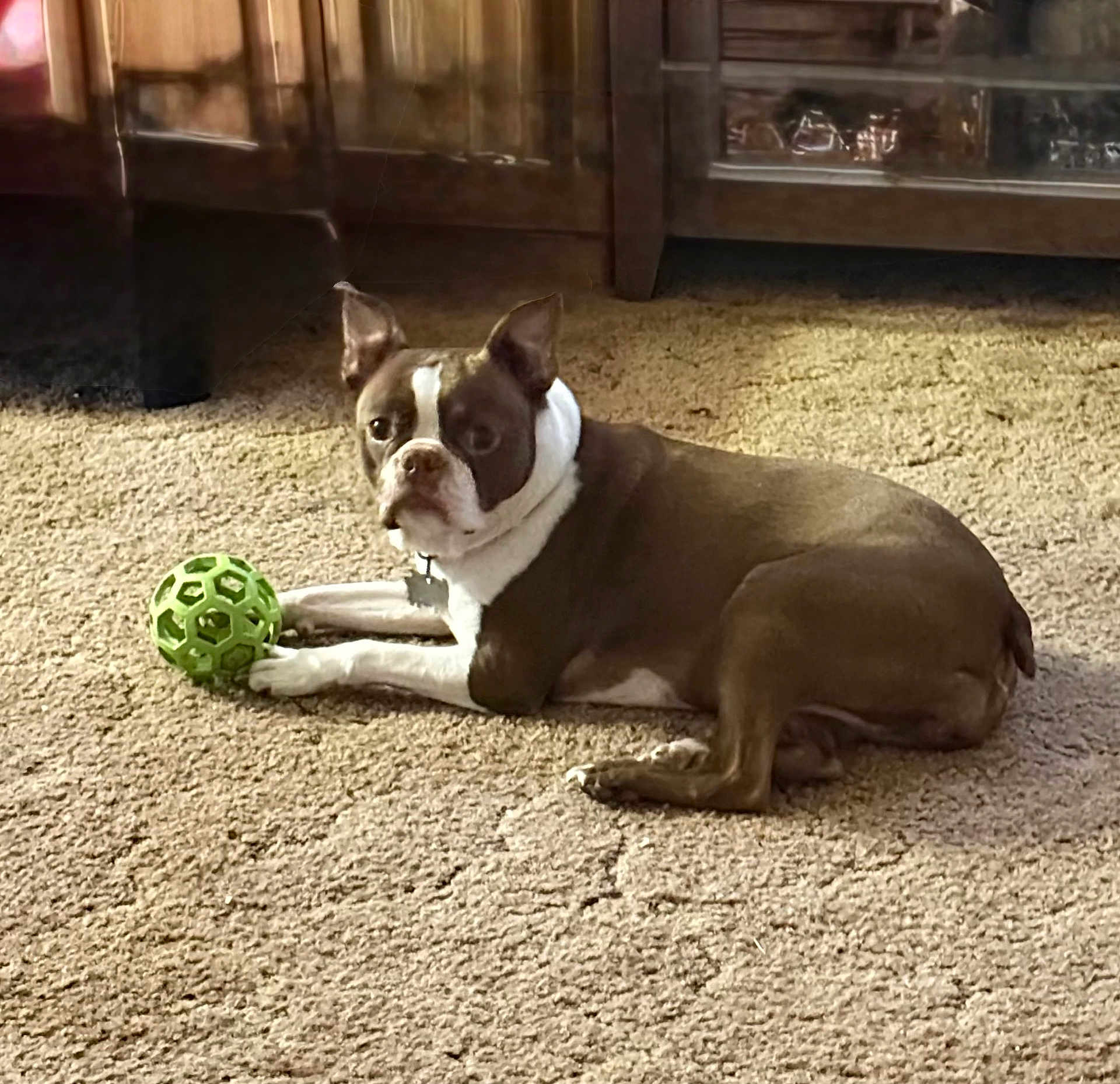 Shea joined the competition — help win amazing prizes! dog, brown, white, indoor, carpet, toy, ball, pet, animal, wooden_furniture, relaxed, laying_down, curious, canine, domestic, floor, house, companion, playful, cozy