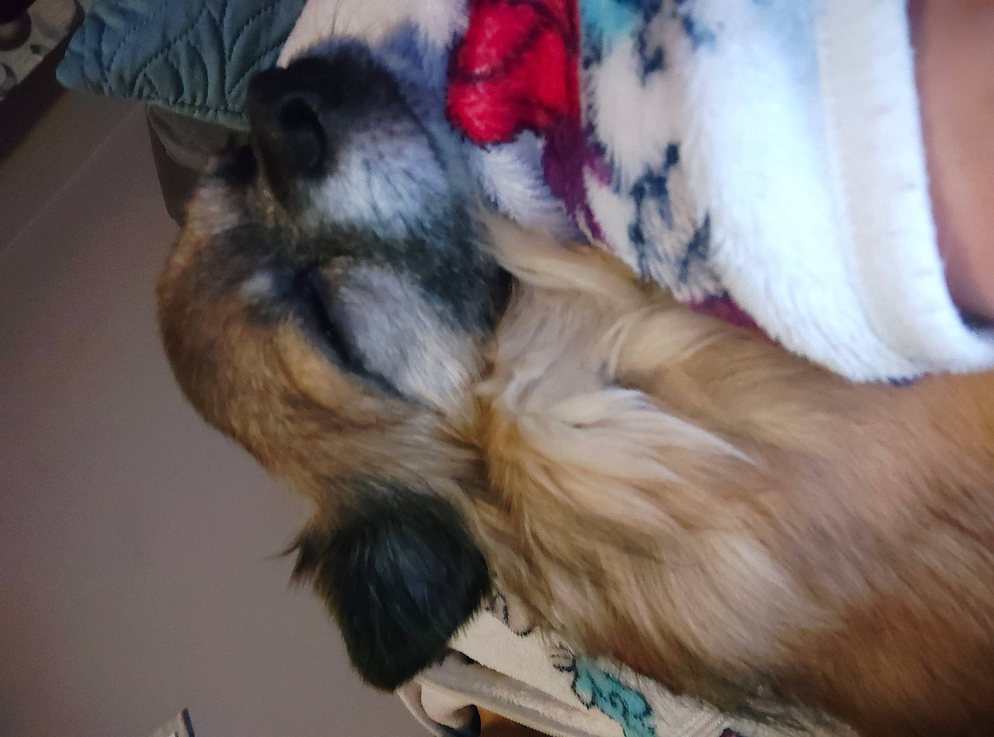 Kenzo a rejoint le concours — aidez-le/la à gagner de superbes lots ! canidae, carnivore, claw, comfort, companion_dog, dog, dog_breed, fawn, fur, liver, nap, paw, snout, sporting_group, tail, whiskers