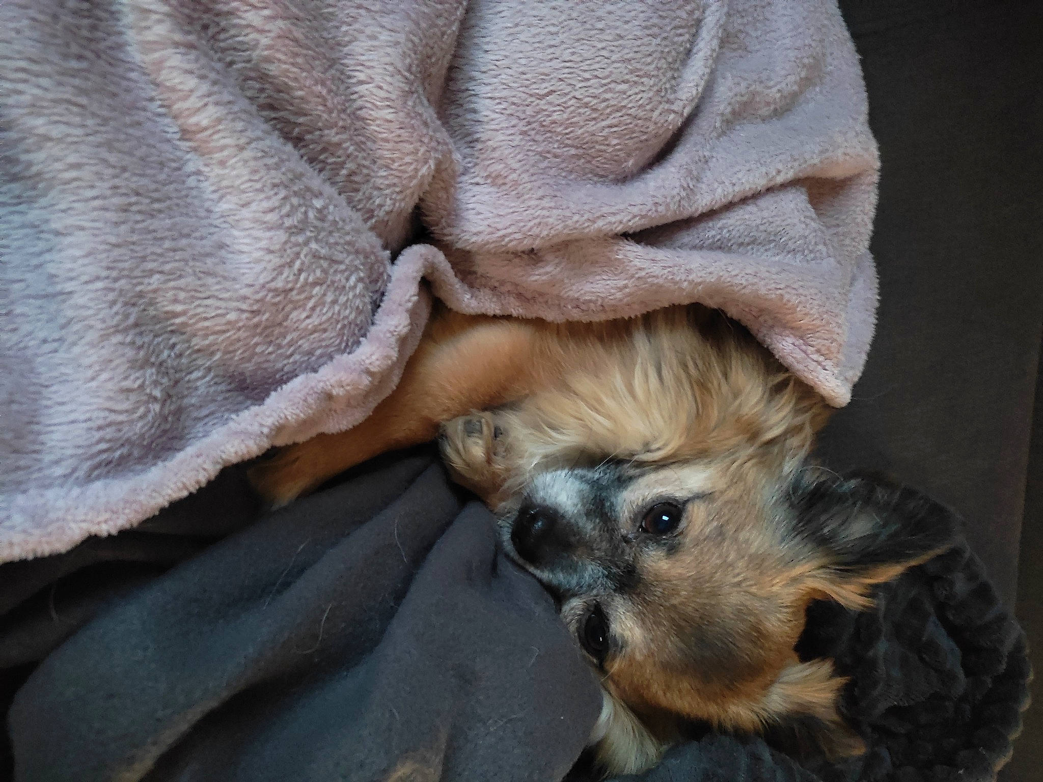 Kenzo a rejoint le concours — aidez-le/la à gagner de superbes lots ! canidae, carnivore, comfort, companion_dog, dog, dog_breed, dog_supply, fawn, fur, linens, liver, nap, paw, puppy, small_terrier, snout, sporting_group, terrestrial_animal, toy_dog, whiskers