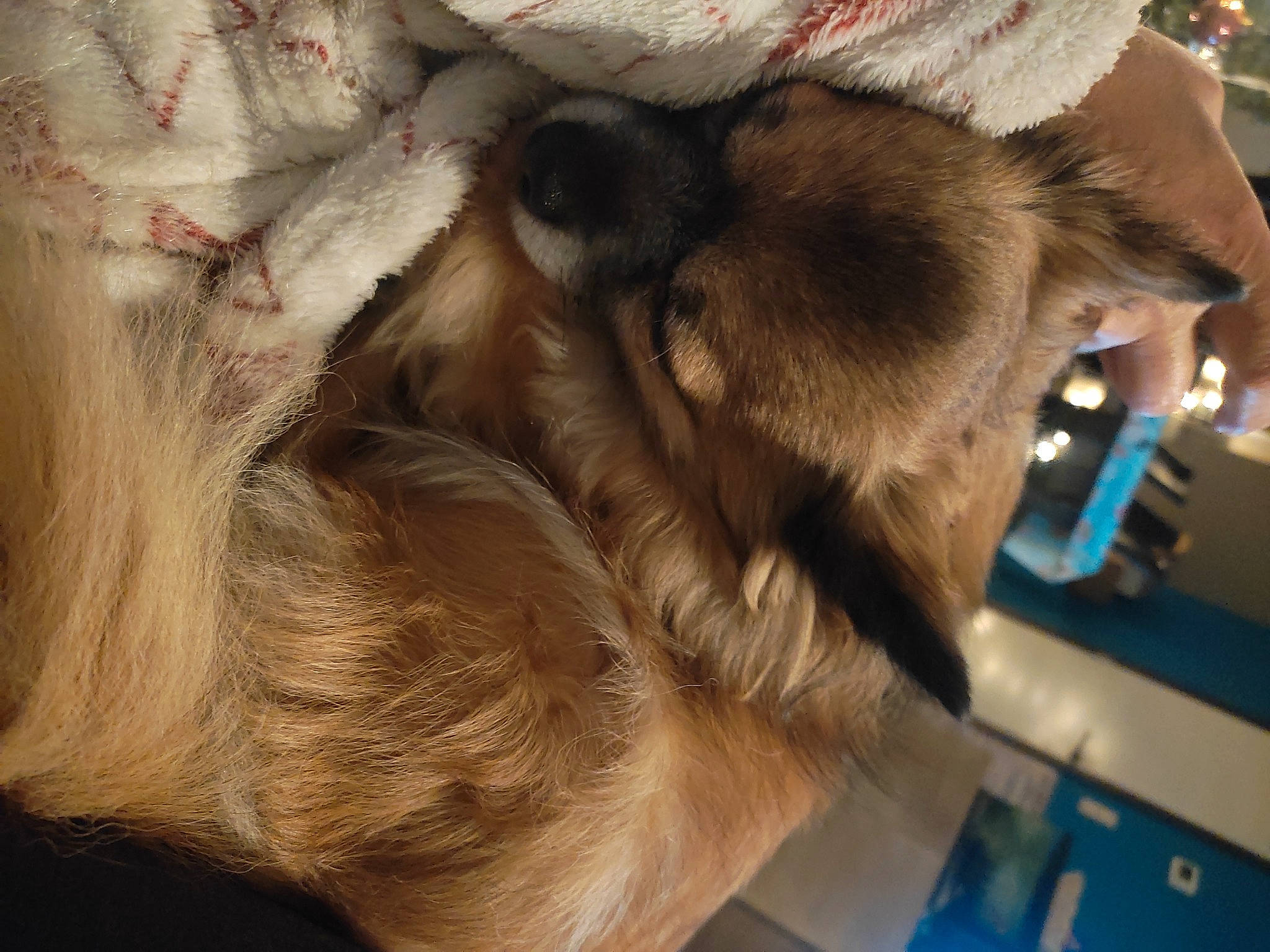 Kenzo a rejoint le concours — aidez-le/la à gagner de superbes lots ! canidae, carnivore, cat, claw, comfort, companion_dog, dog_breed, ear, fawn, felidae, fur, liver, nap, paw, puppy, small_to_medium_sized_cats, snout, sporting_group, tail, whiskers