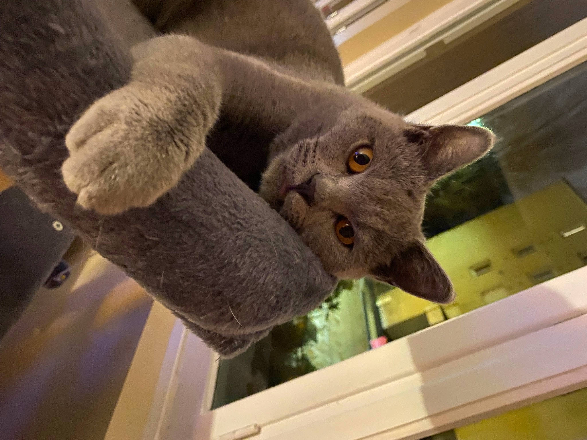 Ursul participe au concours pour gagner de l'argent avec cette photo : carnivore, cat, domestic_short_haired_cat, felidae, fur, plant, russian_blue, small_to_medium_sized_cats, snout, tail, whiskers