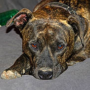 Lucky a rejoint le concours — aidez-le/la à gagner de superbes lots ! accessories, animal, boxer, bulldog, canine, dog, frenchbulldog, greatdane, hound, labradorretriever, pet, pitbull, puppy, snout, strap, terrier