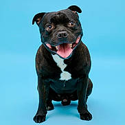 Tokyo participe au concours pour gagner de l'argent avec cette photo : dog, black_dog, pet, animal, sitting, tongue_out, happy, studio, portrait, smiling, canine, domestic_animal, fur, friendly, playful, white_patch, ears, paws, bright_background, blue_background