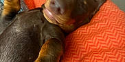 Viktor a rejoint le concours — aidez-le/la à gagner de superbes lots ! puppy, dog, sleeping, paw, orange, cushion, indoor, pet, relaxed, cute, brown, fur, napping, closeup, animal, cozy, resting, soft, comfort, domestic