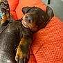 puppy, dog, sleeping, paw, orange, cushion, indoor, pet, relaxed, cute, brown, fur, napping, closeup, animal, cozy, resting, soft, comfort, domestic