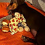 Viktor a rejoint le concours — aidez-le/la à gagner de superbes lots ! dog, sleeping, plush_toy, giraffe_pattern, blanket, orange, indoor, pet, resting, cozy, paw, brown_dog, soft_toy, fabric, cushion, relaxation, fur, animal, bed, comfort