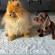 Viktor participe au concours pour gagner de l'argent avec cette photo : dog, pomeranian, dachshund, puppy, fluffy, indoor, floor, quilted_mat, brown_dog, small_dog, pet, companion, cute, animal, domestic, curious, sitting, two_dogs, home, cabinet