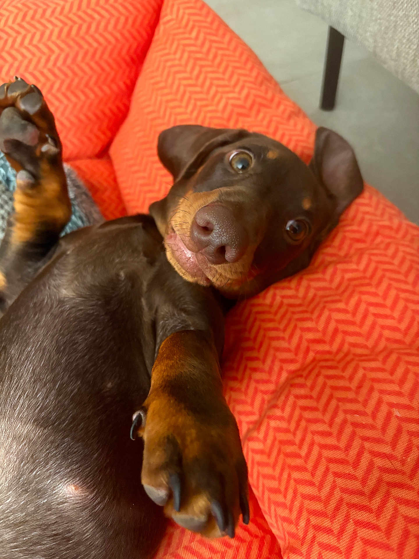 Viktor participe au concours pour gagner de l'argent avec cette photo : dog, puppy, dachshund, pet, animal, paw, nose, ears, fur, cushion, orange, texture, indoor, close_up, playful, lying_down, cute, young, expression, canine