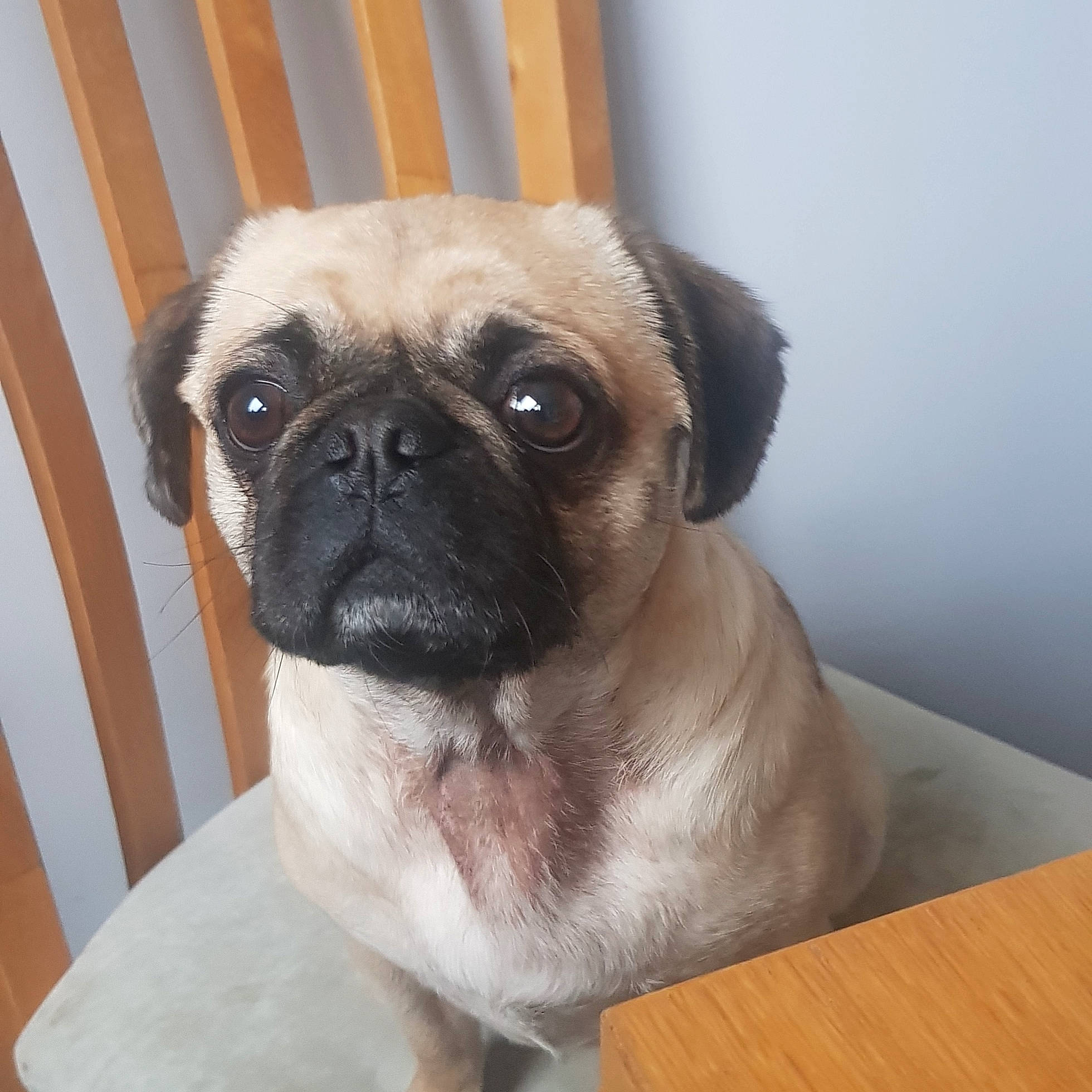 Blossom is registered to the contest to win money with this photo: ancient_dog_breeds, canidae, carnivore, companion_dog, dog, dog_breed, eye, fawn, mammal, nose, pug, puppy, puppy_love, skin, snout, sporting_group, toy_dog, vertebrate, whiskers, wrinkle