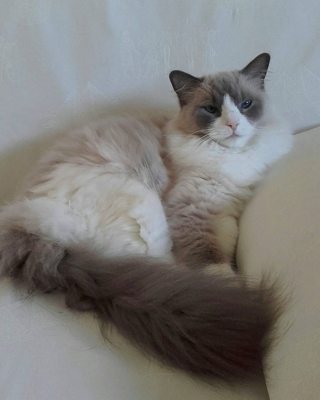 Floride participe au concours pour gagner de l'argent avec cette photo : british_longhair, carnivore, cat, claw, comfort, domestic_short_haired_cat, fawn, felidae, foot, fur, paw, sitting, small_to_medium_sized_cats, snout, tail, terrestrial_animal, whiskers