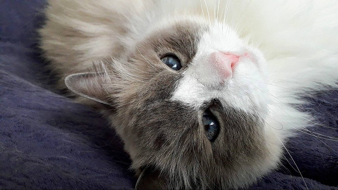 Floride participe au concours pour gagner de l'argent avec cette photo : birman, british_longhair, carnivore, cat, close_up, eye, felidae, fur, grey, head, ragdoll, small_to_medium_sized_cats, snout, whiskers