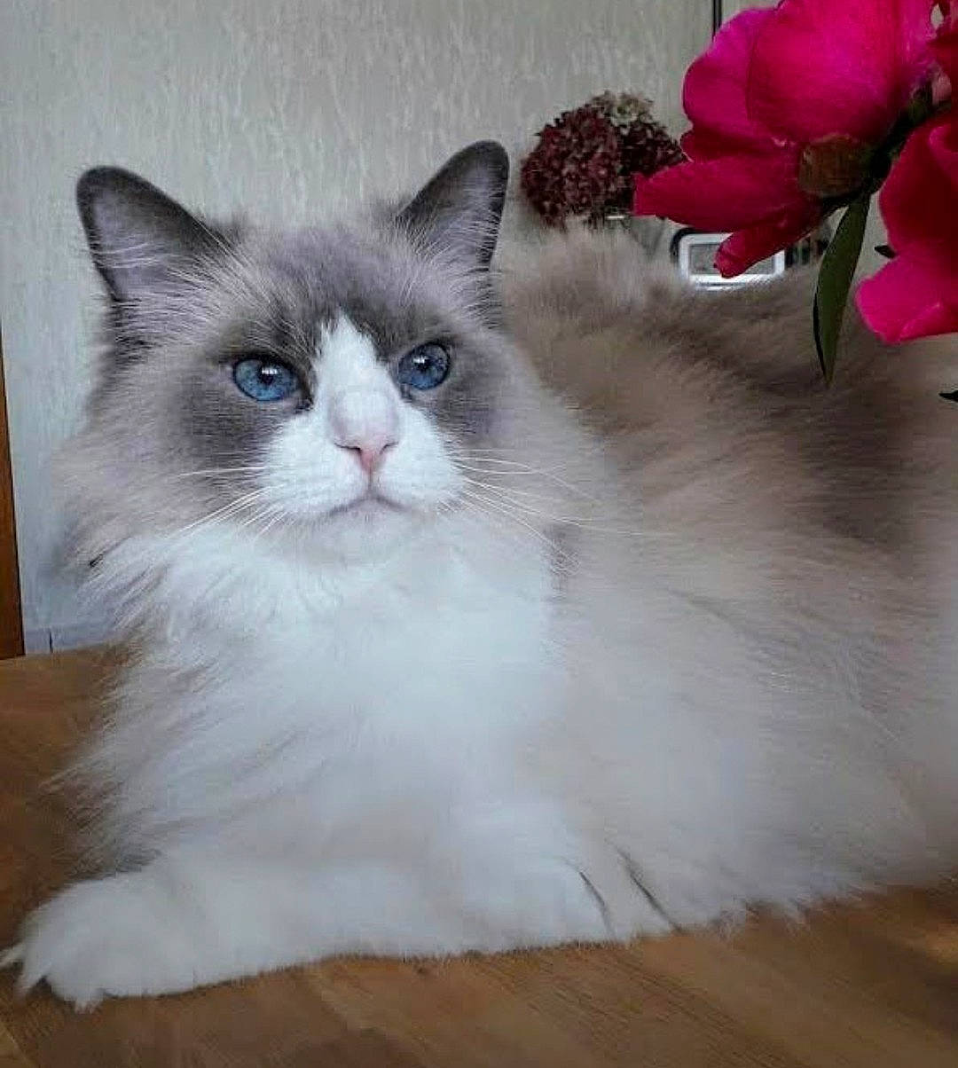 Floride participe au concours pour gagner de l'argent avec cette photo : annual_plant, british_longhair, carnivore, cat, fawn, felidae, flower, flowering_plant, fur, hardwood, herbaceous_plant, magenta, paw, petal, plant, small_to_medium_sized_cats, snout, tail, terrestrial_animal, whiskers