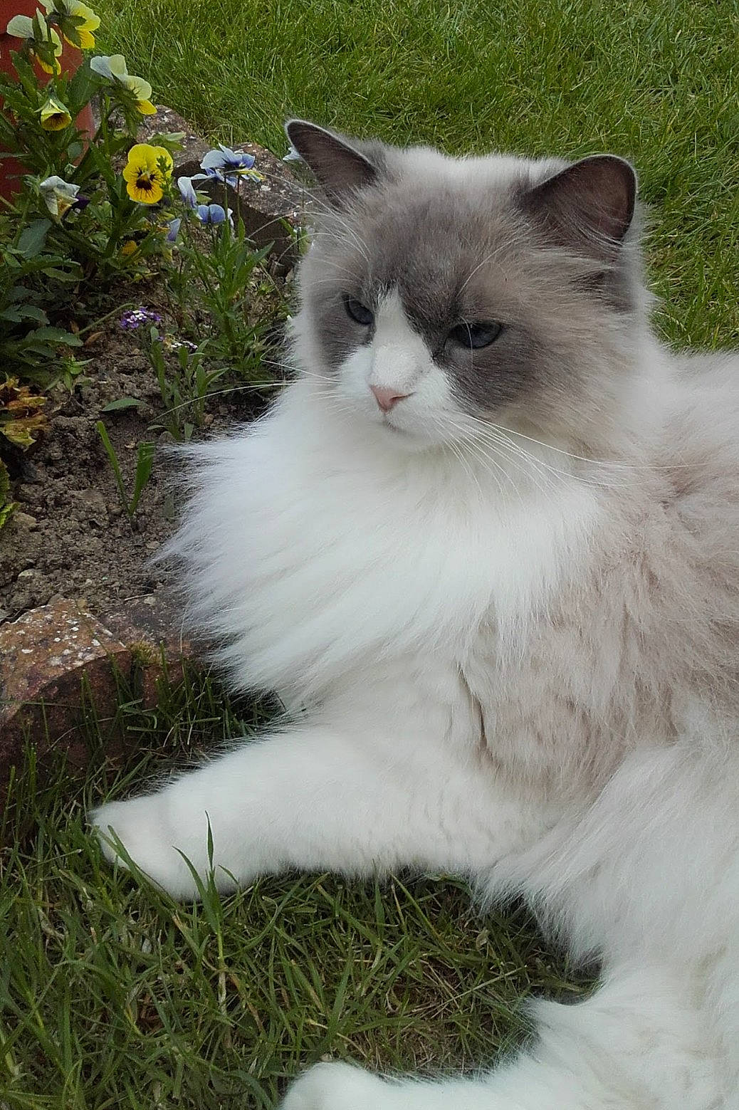 Floride a rejoint le concours — aidez-le/la à gagner de superbes lots ! annual_plant, british_longhair, carnivore, cat, composite_material, felidae, flower, fur, grass, groundcover, herbaceous_plant, plant, small_to_medium_sized_cats, snout, tail, terrestrial_animal, whiskers