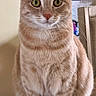 Luzy is registered to the contest to win money with this photo: cat, orange_tabby, pet, animal, feline, sitting, portrait, close_up, green_eyes, whiskers, ears, striped_fur, short_hair, indoors, table, furniture, home, alert, front_view, cute