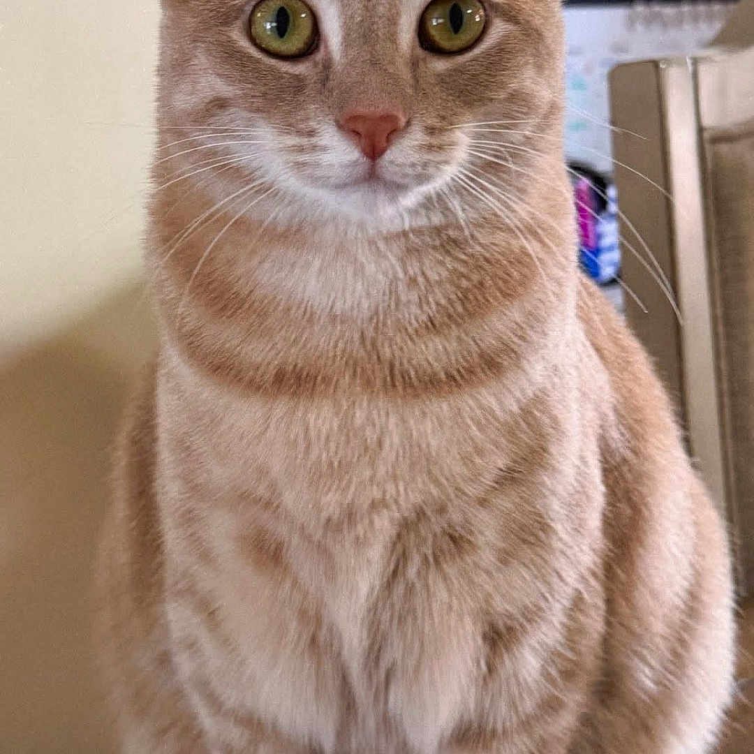 Luzy is registered to the contest to win money with this photo: cat, orange_tabby, pet, animal, feline, sitting, portrait, close_up, green_eyes, whiskers, ears, striped_fur, short_hair, indoors, table, furniture, home, alert, front_view, cute