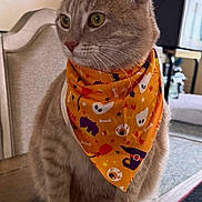 Luzy joined the competition — help win amazing prizes! cat, gray_cat, pet, animal, halloween, bandana, costume, orange, patterned_fabric, ghost, pumpkin, jack_o_lantern, whiskers, ears, eyes, sitting, indoors, chair, rug, portrait