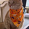 cat, gray_cat, pet, animal, halloween, bandana, costume, orange, patterned_fabric, ghost, pumpkin, jack_o_lantern, whiskers, ears, eyes, sitting, indoors, chair, rug, portrait
