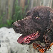 Skipy a rejoint le concours — aidez-le/la à gagner de superbes lots ! animal, brown_coat, canine, close_up, collar, dog, ears, fence, fur, grass, happy, muzzle, nature, orange_collar, outdoor, pet, portrait, side_profile, tongue_out, white_spots