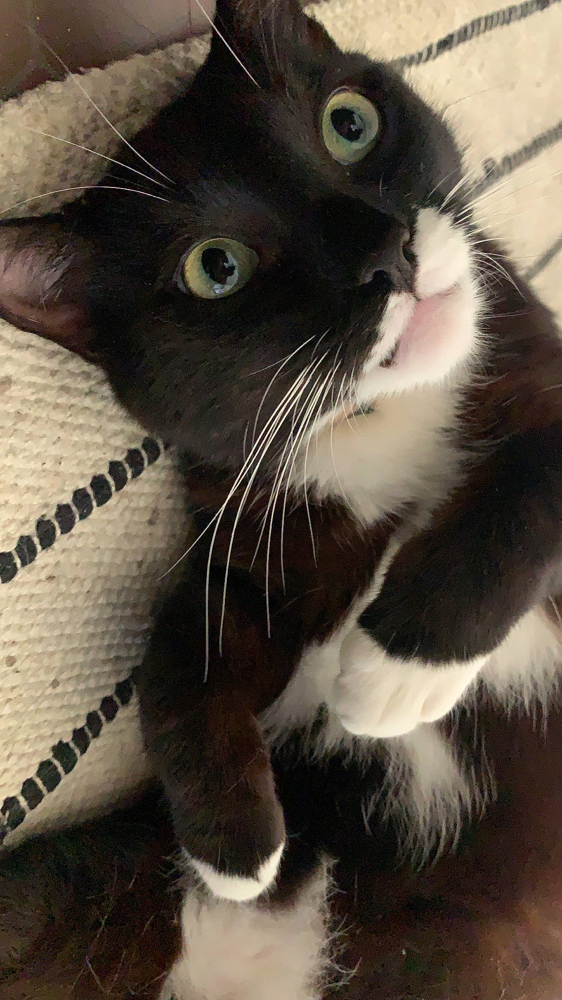 Didou a rejoint le concours — aidez-le/la à gagner de superbes lots ! black_cat, carnivore, cat, claw, close_up, domestic_short_haired_cat, eye, felidae, foot, fur, leg, monochrome_photography, nose, paw, photo_caption, small_to_medium_sized_cats, snout, tail, terrestrial_animal, whiskers