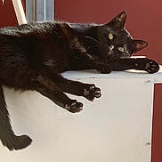 Josephine a rejoint le concours — aidez-le/la à gagner de superbes lots ! animal, black_cat, calm, cat, cute, domestic_cat, feline, fur, indoor, lounging, paws, pet, portrait, red_background, relaxed, resting, side_view, tail, whiskers, white_surface