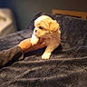 Zara is registered to the contest to win money with this photo: puppy, dog, hand, blanket, soft, fur, cute, pet, animal, indoor, cozy, warm, young, small, furry, bedroom, resting, domestic, comfort, portrait