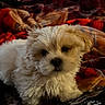 Zara joined the competition — help win amazing prizes! puppy, dog, fluffy, white, cute, pet, animal, blanket, cozy, indoor, soft, fur, adorable, young, lying_down, warm_colors, comfort, companion, small, cute_pet