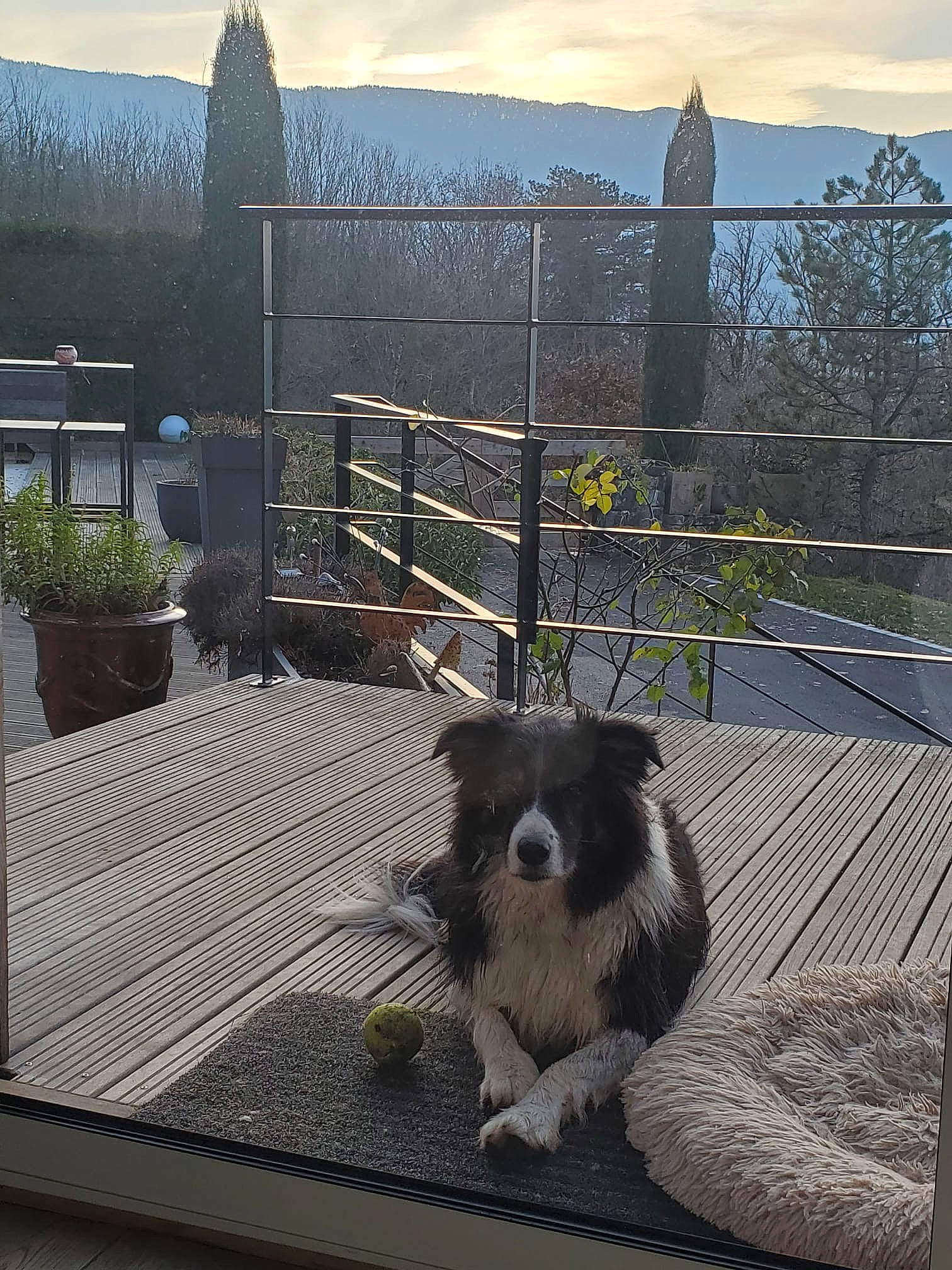 Ilou a rejoint le concours — aidez-le/la à gagner de superbes lots ! canidae, carnivore, cloud, companion_dog, dog, dog_breed, fawn, fence, fur, grass, plant, sky, small_terrier, snout, sporting_group, tail, terrier, toy_dog, wood, working_animal