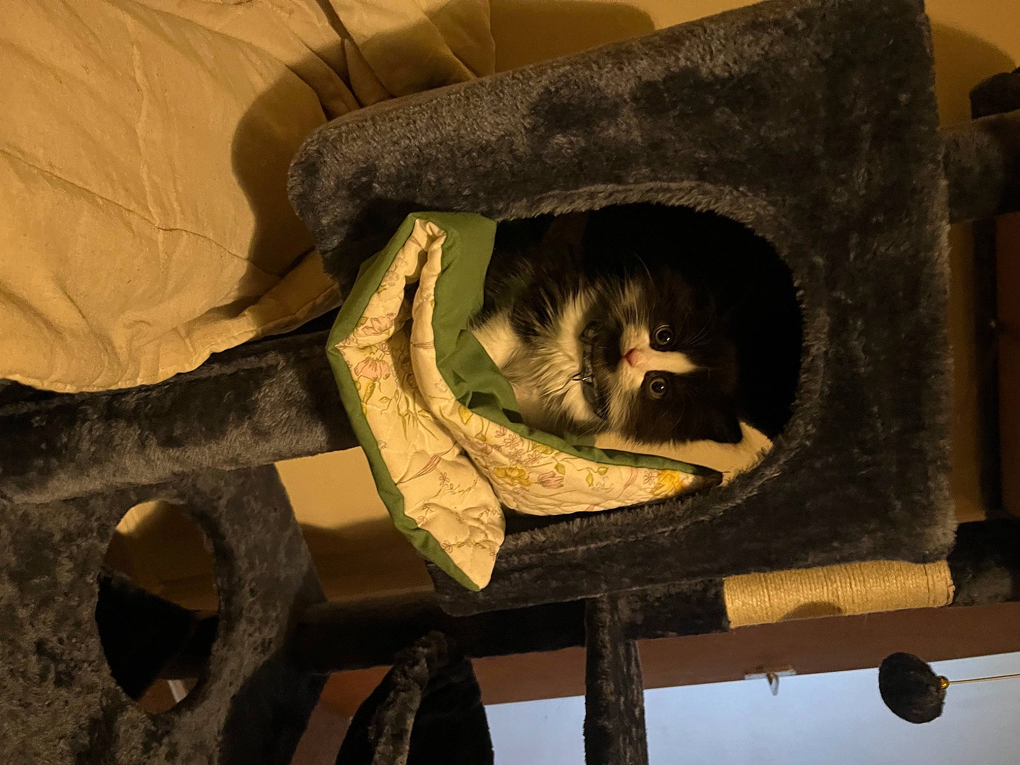 Onyx is registered to the contest to win money with this photo: art, carnivore, domestic_short_haired_cat, felidae, fur, illustration, lighting_accessory, room, small_to_medium_sized_cats, tail, tints_and_shades, tree, trunk, visual_arts, whiskers, window, wood