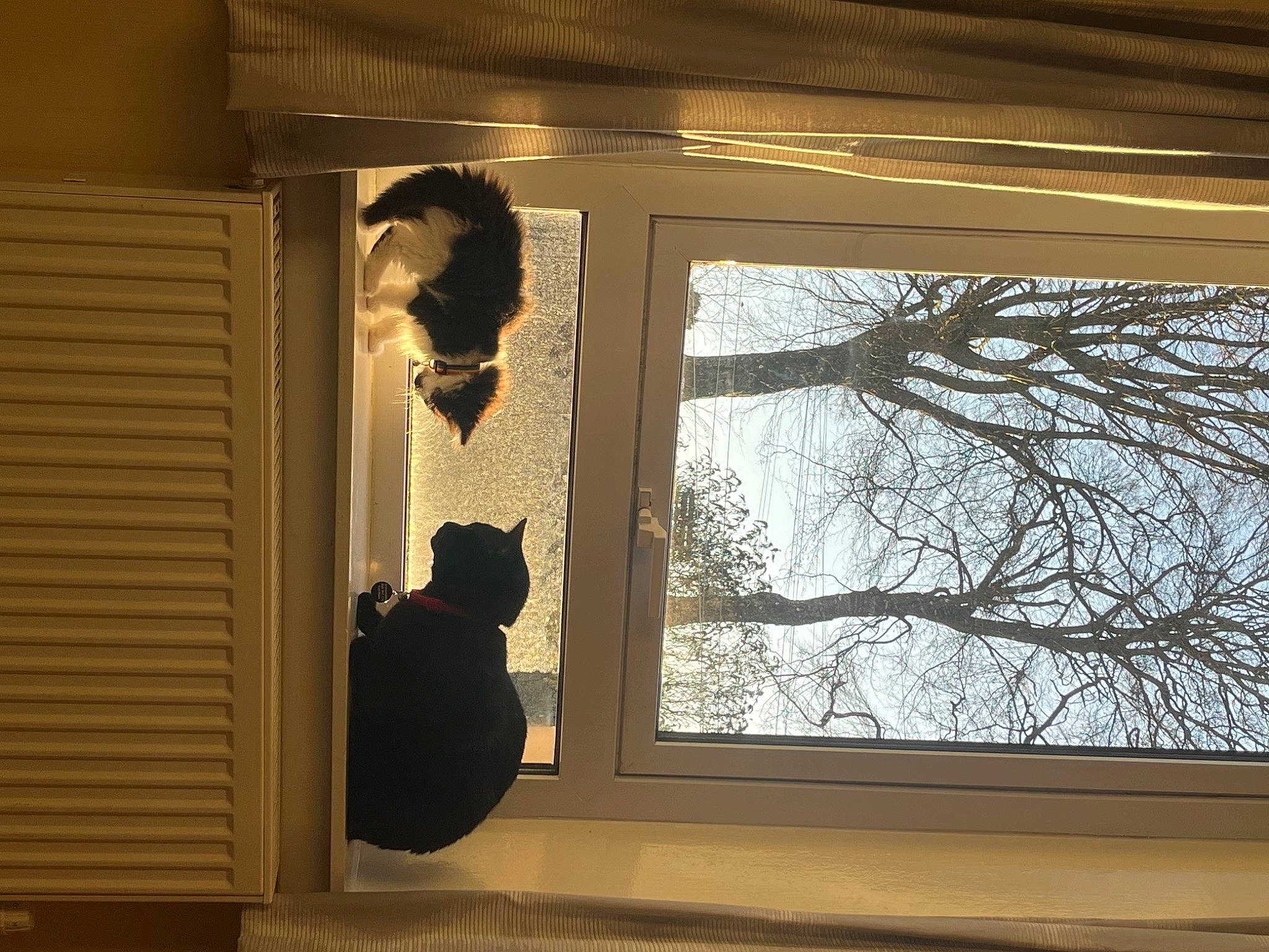 Onyx is registered to the contest to win money with this photo: daylighting, felidae, fixture, glass, hardwood, home_door, molding, room, sash_window, shade, shadow, sky, small_to_medium_sized_cats, tints_and_shades, tree, twig, window, window_covering, window_treatment, wood
