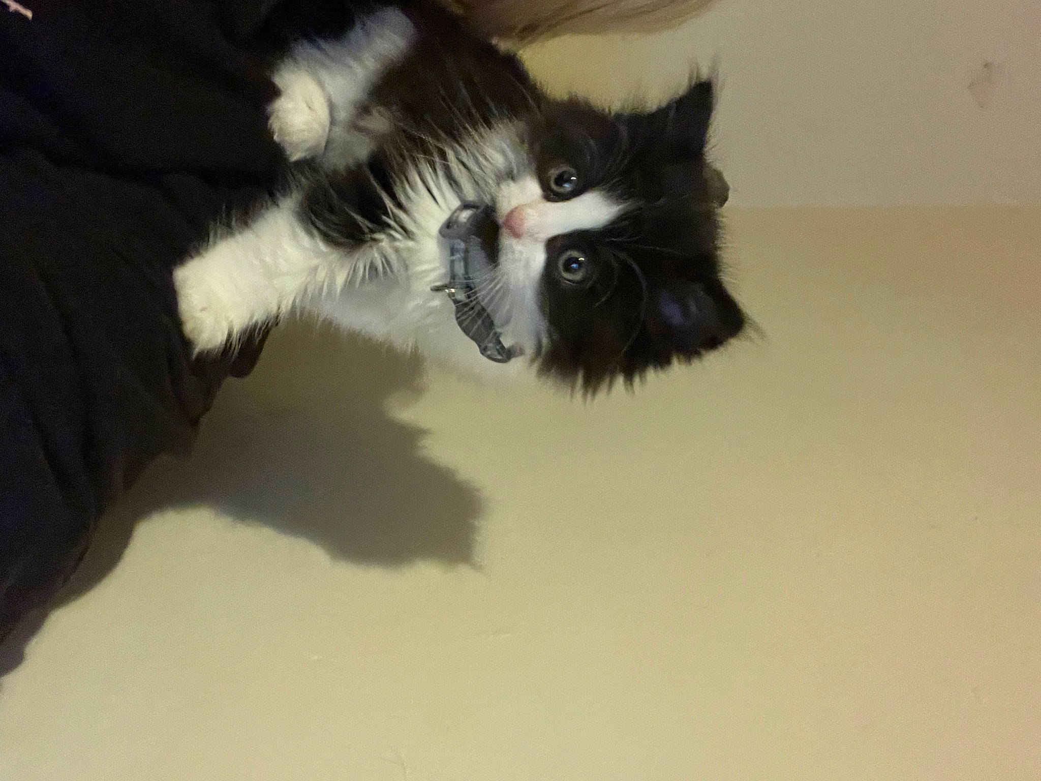 Onyx joined the competition — help win amazing prizes! carnivore, cat, claw, felidae, foot, fur, paw, small_to_medium_sized_cats, tail, terrestrial_animal, whiskers