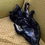 Love joined the competition — help win amazing prizes! kitten, cat, black_cat, gray_fur, pet, cute, playful, indoor, couch, cushion, furniture, animal, feline, young_cat, resting, lying_down, paw, whiskers, curious, looking_up