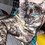 Love is registered to the contest to win money with this photo: cat, tortoiseshell_cat, pet, animal, fur, close_up, relaxed, indoor, person, tattoo, lap, furniture, yellow_object, clothing, texture, whiskers, ears, eyes, resting, comfortable