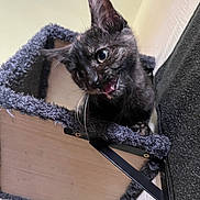 Love is registered to the contest to win money with this photo: black_cat, kitten, cat_perch, carpeted_furniture, indoor, pet, cute, animal, whiskers, playful, curious, feline, cat_face, ears, claws, wood, wall_mount, home, closeup, pet_furniture