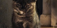 Love is registered to the contest to win money with this photo: kitten, cat, indoor, wooden_floor, couch, furniture, pet, animal, fur, cute, small, sitting, cozy, shadow, texture, quiet, contemplative, domestic, young, sleepy