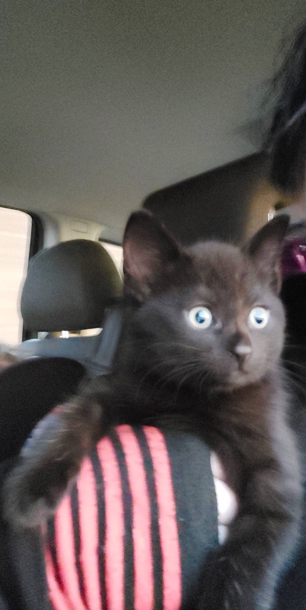 Forest joined the competition — help win amazing prizes! black_cat, bombay, car_seat, car_seat_cover, carnivore, cat, comfort, domestic_short_haired_cat, fawn, felidae, fur, head_restraint, iris, paw, sitting, small_to_medium_sized_cats, snout, tail, terrestrial_animal, whiskers